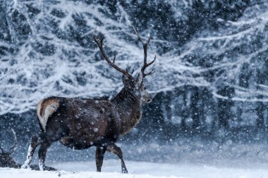 İskoçya 'nın tipide karlı kış ormanlarında İskoç kızıl geyiği (Cervus elaphus) - seçici odak noktası
