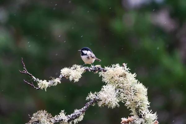 Tate Cărbune Periparus Ater Ramura Copacilor Pădurea Scoțiană Ploaie Focalizare — Fotografie, imagine de stoc