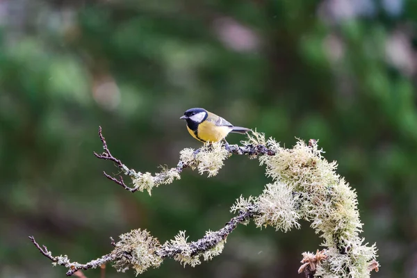 Great Tit Parus Major Tree Branch Scottish Forest Rain Selective — Stock fotografie