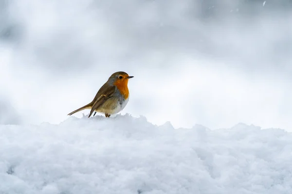 Merle Européen Erithacus Rubecula Sur Neige Focus Sélectif — Photo