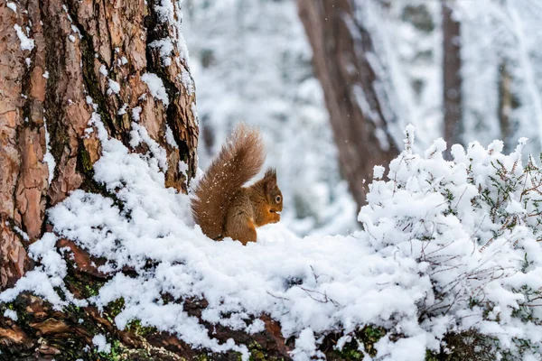 Rotes Eichhörnchen Sciurus Vulgaris Auf Schneebedecktem Holzzweig Schottland Selektiver Fokus — Stockfoto