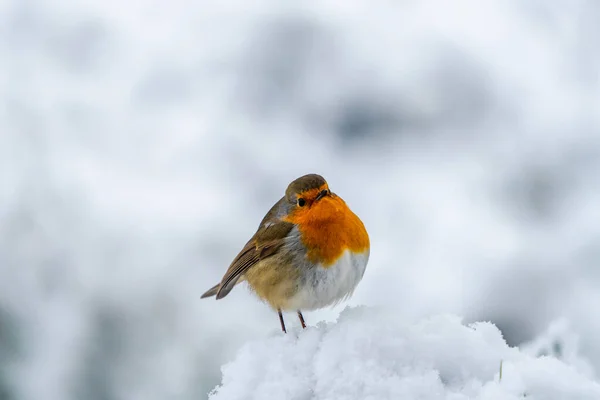 Robin European Erithacus Rubecula Zăpadă Accent Selectiv — Fotografie, imagine de stoc