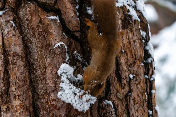 Rotes Eichhörnchen Sciurus Vulgaris Auf Schneebedecktem Baum Pflückt Eine Nuss — Stockfoto