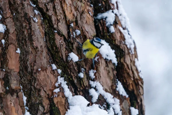 Tate Albastre Cianistes Caeruleus Copac Acoperit Zăpadă Pădurea Scoțiană Accent — Fotografie, imagine de stoc