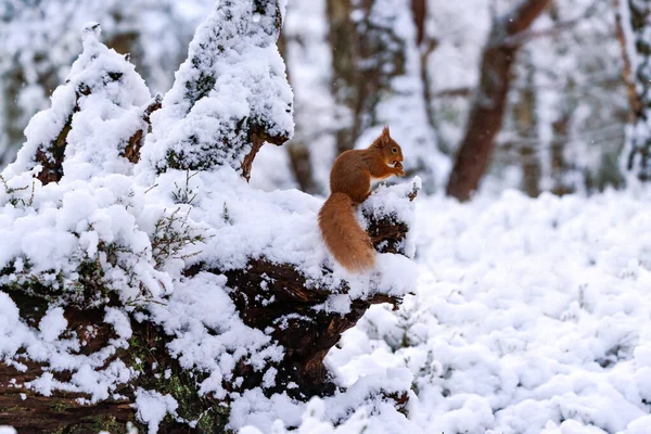 Rotes Eichhörnchen Sciurus Vulgaris Auf Schneebedecktem Baum Schottischen Wald Selektiver — Stockfoto