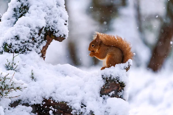 Rotes Eichhörnchen Sciurus Vulgaris Auf Schneebedecktem Baum Schottischen Wald Selektiver — Stockfoto
