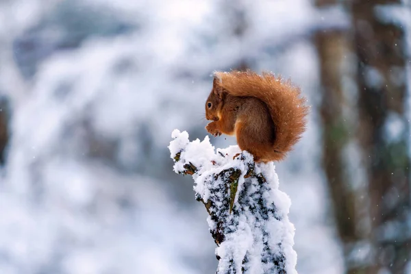 Veverița Roșie Sciurus Vulgaris Stâlpul Lemn Acoperit Zăpadă Din Pădurea — Fotografie, imagine de stoc