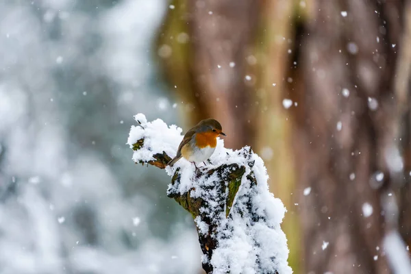 Robin European Erithacus Rubecula Ramura Lemn Acoperită Zăpadă Focalizare Selectivă — Fotografie, imagine de stoc