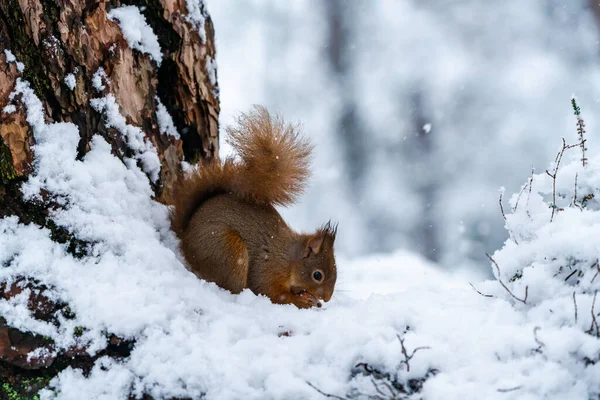 Veverița Roșie Sciurus Vulgaris Ramura Lemn Acoperită Zăpadă Din Pădurea — Fotografie, imagine de stoc