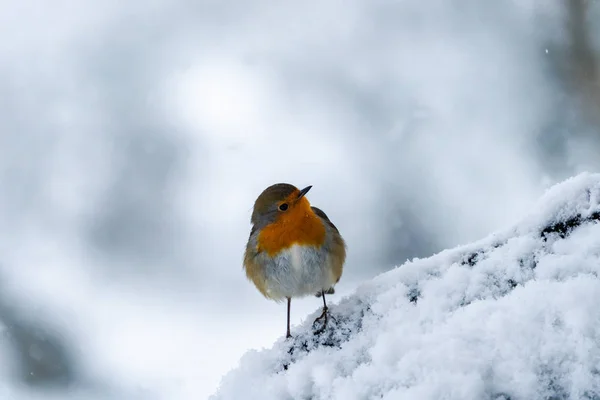 Robin European Erithacus Rubecula Ramură Lemn Acoperită Zăpadă Pădurea Scoțiană — Fotografie, imagine de stoc