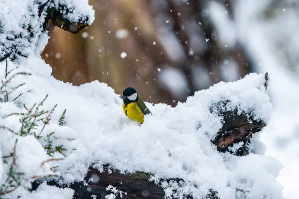 Gran Teta Parus Major Árbol Cubierto Nieve Bosque Escocés Invierno — Foto de Stock