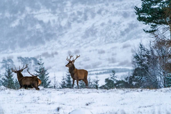 苏格兰冬季大雪中的苏格兰红鹿 Cervus Elaphus 有选择的焦点 — 图库照片