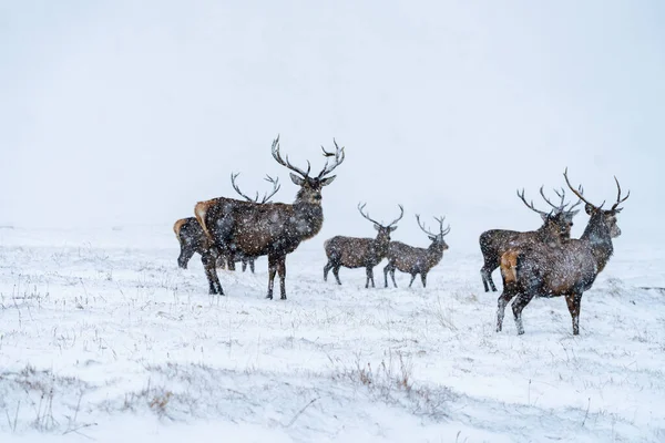 Skotský Jelen Červený Cervus Elaphus Zimní Sněhové Bouři Skotsku Selektivní — Stock fotografie