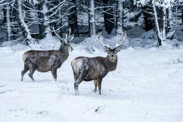 Cervos Vermelhos Escoceses Cervus Elaphus Neve Inverno Escócia Foco Seletivo — Fotografia de Stock
