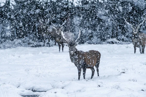 苏格兰冬季暴风雪中的苏格兰红鹿 Cervus Elaphus 有选择的焦点 — 图库照片