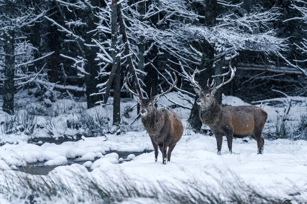 Cerf Rouge Écossais Cervus Elaphus Dans Neige Hivernale Écosse Focus — Photo