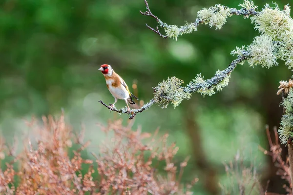 European Goldfinch Male Carduelis Carduelis Ramură Copac Într Pădure — Fotografie, imagine de stoc