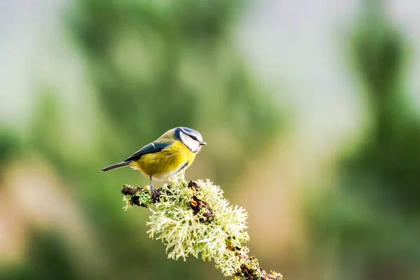 Blue Tit Cyanistes Caeruleus Tree Branch Forest — Zdjęcie stockowe