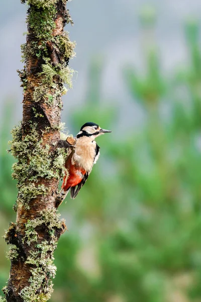 Burung Pelatuk Bintik Bintik Besar Dendrocopos Major Pada Pohon Fokus — Stok Foto