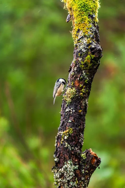 Tetta Carbone Periparus Ater Albero Una Foresta Attenzione Selettiva — Foto Stock