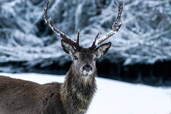 Skotsk Kronhjort Cervus Elaphus Snöig Vinterskog Skottland — Stockfoto
