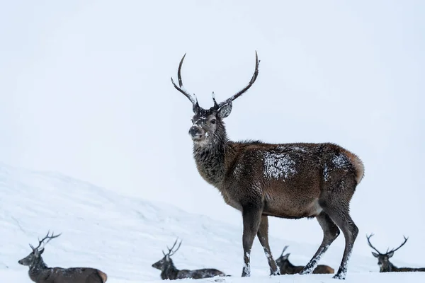 Cervos Vermelhos Escoceses Cervus Elaphus Neve Inverno Escócia — Fotografia de Stock
