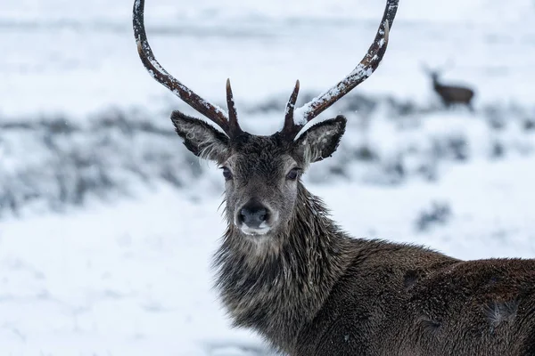 Skoçya Kış Karında Skoç Kızıl Geyiği Cervus Elaphus — Stok fotoğraf