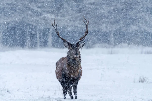 苏格兰暴风雪冬季雪地森林中的苏格兰红鹿 Cervus Elaphus 有选择的焦点 — 图库照片