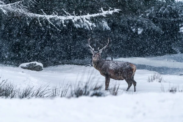 Karlı Kar Fırtınasında Skoç Kızıl Geyiği Cervus Elaphus Seçici Odak — Stok fotoğraf