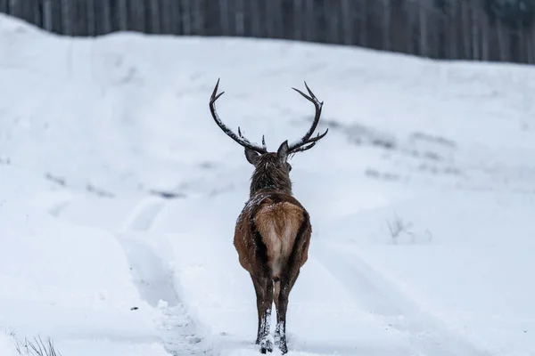 苏格兰冬季大雪中的苏格兰红鹿 Cervus Elaphus 有选择的焦点 — 图库照片