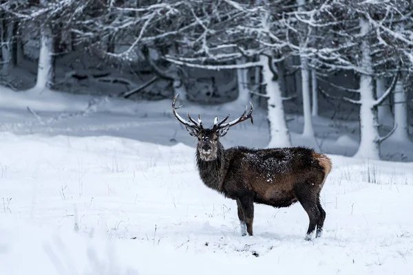 苏格兰冬季大雪中的苏格兰红鹿 Cervus Elaphus 有选择的焦点 — 图库照片