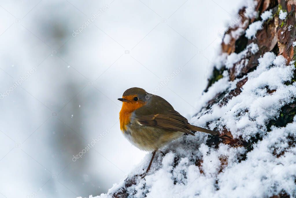 European robin (Erithacus rubecula) on snow covered wooden branch in Scottish forest - selective focus