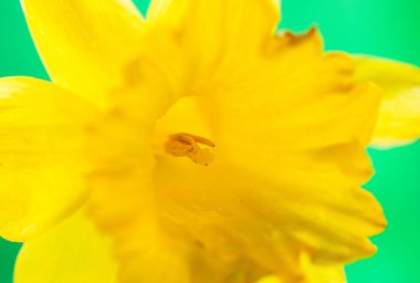 Nergis 'in kalbi - seçici odaklı dış makro, soyut arkaplan