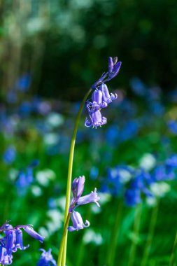 Çan çiçekleri - seçici bir odak ile yakın plan