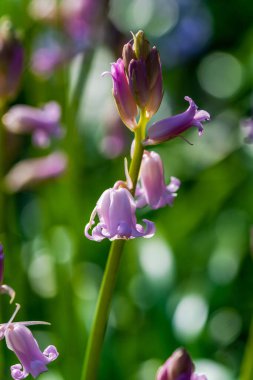 Pembe çan çiçekleri - seçici bir odak ile yakın plan