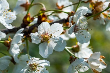Arka plan olarak beyaz arkaplan kiraz ağacı çiçekleri - seçici odaklı yakın plan