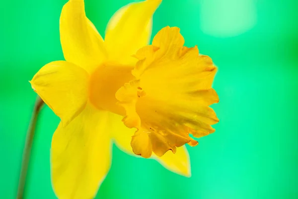 Daffodil Exteriérové Makro Selektivním Zaměřením — Stock fotografie