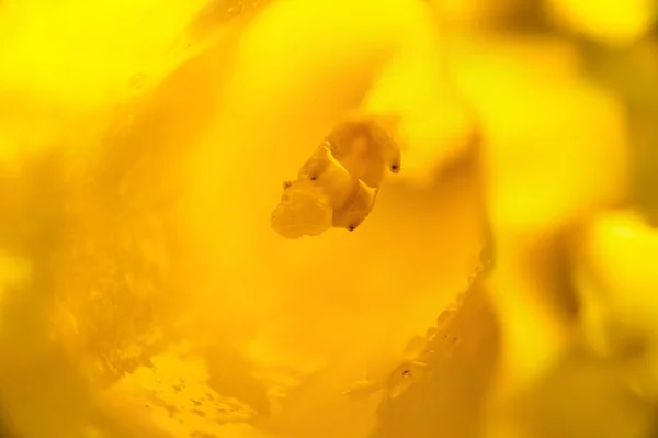 Coração Daffodil Macro Extereme Com Foco Seletivo Fundo Abstrato — Fotografia de Stock