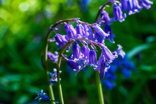 Bluebells Blume Nahaufnahme Mit Selektivem Fokus — Stockfoto