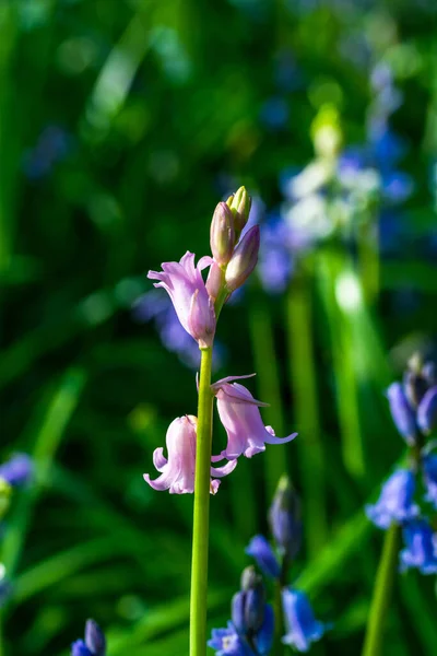 Зворотній Бік Рожева Квітка Блакитних Дзвіночків Крупним Планом Вибірковим Фокусом — стокове фото