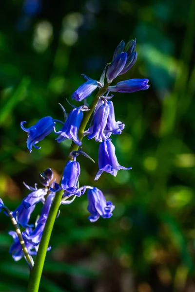 Blauglockenblume Mit Hintergrundbeleuchtung Nahaufnahme Mit Selektivem Fokus — Stockfoto