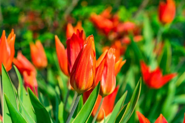 Červený Tulipán Detailní Záběr Selektivním Zaměřením — Stock fotografie