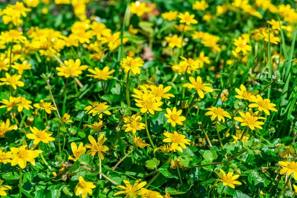 Yellow Lesser Celandine Ficaria Verna Pilewort Flowers Lawn Backgound Closeup — Stock Photo, Image
