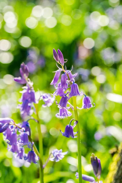 Blauglockenblumen Frühlingswald Nahaufnahme Mit Selektivem Fokus — Stockfoto