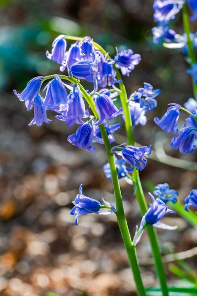 Blauglockenblumen Frühlingswald Nahaufnahme Mit Selektivem Fokus — Stockfoto