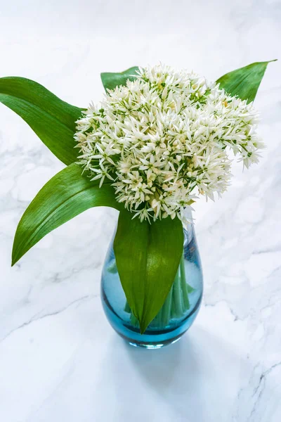Wild garlic flowers (Allium ursinum) in a vase