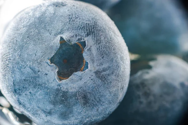 Gefrorene Blaubeeren Extremes Makro Mit Selektivem Fokus — Stockfoto