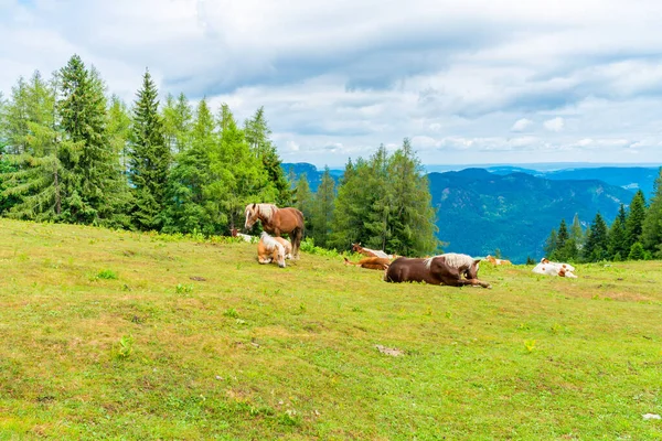 Hästar Och Kor Äng Berget Zwolferhorn Nära Gilgen Salzkammergut Österrike — Stockfoto