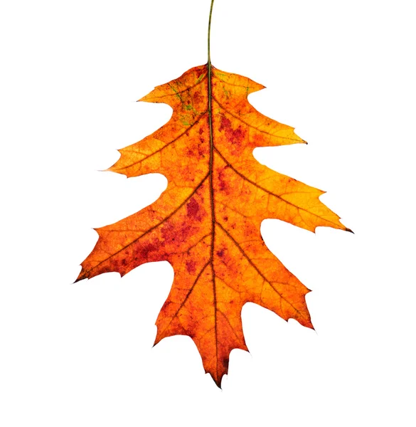 Close-up of autumn Oak leaf on white background. — Stock Photo, Image