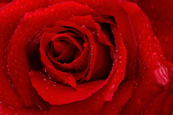 Bela rosa vermelha close-up. — Fotografia de Stock